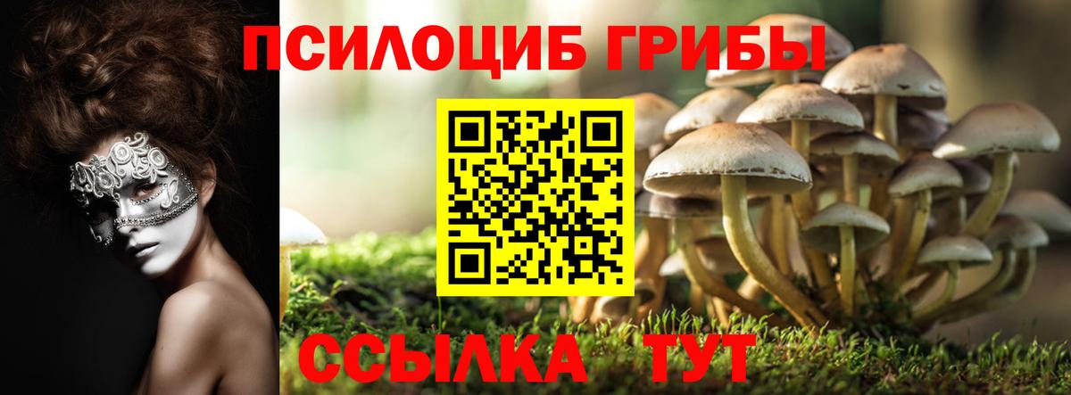 Галлюциногенные грибы Psilocybine cubensis Аксай